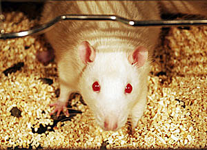 Primer ratón transgénico