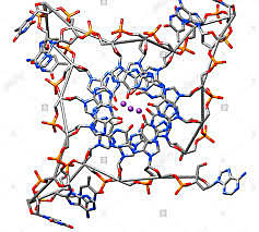 Estructura básica del DNA - Ácidos nucleicos