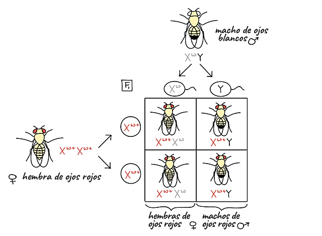 Primeros genes de cromosomas