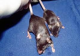 primer raton transgenico