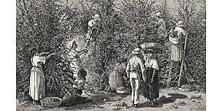 Inicio del cultivo del café a gran escala