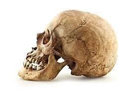 Homo Sapiens Sapiens