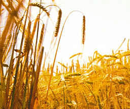 Período paleolítico