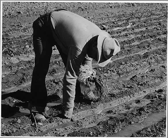 Debate entre formalistas y sustantivistas