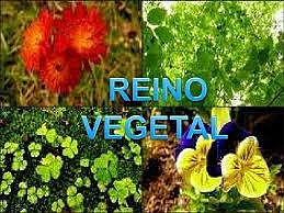 Reino Vegetal