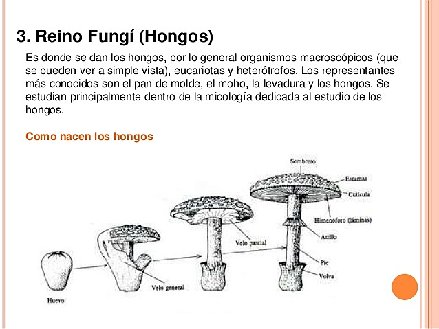 Reino Hongo