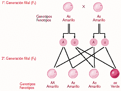 Teoría Mendeliana-Cromosómica de la Herencia