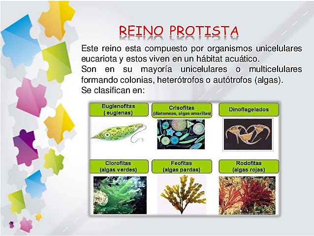 Reino Protista