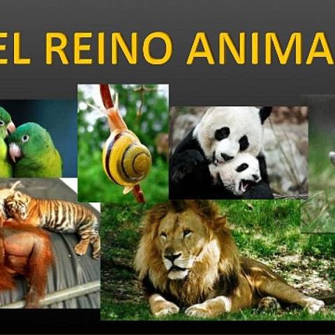Reino Animal