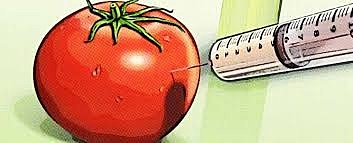 Primera planta genética modificada