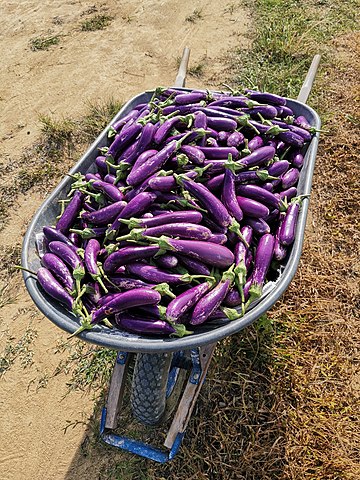 Plantation Yield: Eggplant
