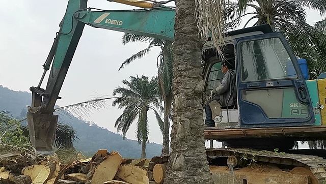 Land Preparation: Tree Felling