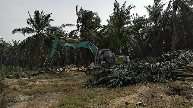 Land Preparation: Tree Felling