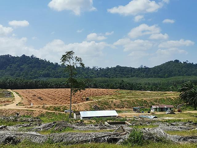 Land Preparation: Tanah Terbiah Rejuvenation