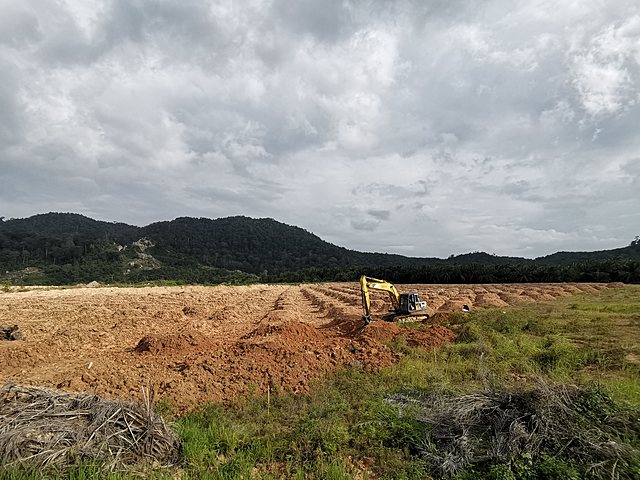 Land Preparation: Tanah Terbiah Rejuvenation