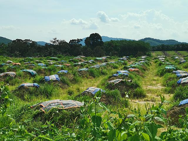 Planting Preparation: Durian Pre-Planting Mulching
