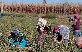 Alguna leyes de protección a raíz de la nueva percepción de infancia