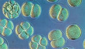 Premières formes de vie -3,400,000,000