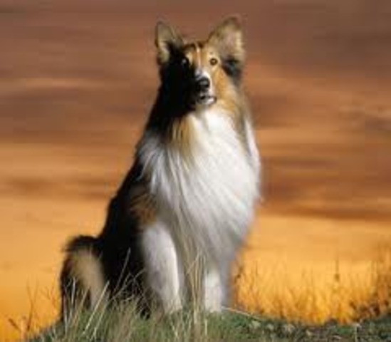 The dog Lassie