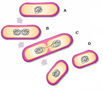 División binaria de las células.