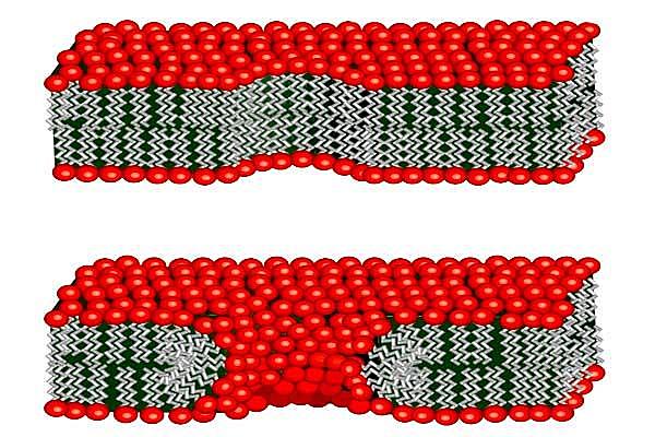 Membrana plasmática.