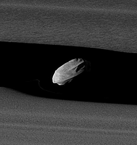 The discovery of Daphnis, Saturn moon by Cassini orbiter