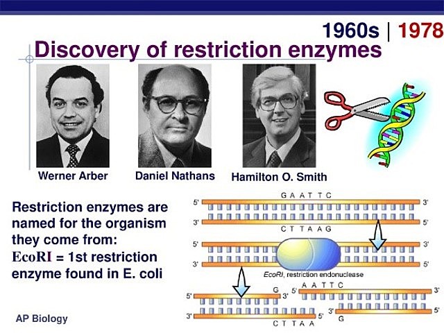 Las Enzimas de Restricción