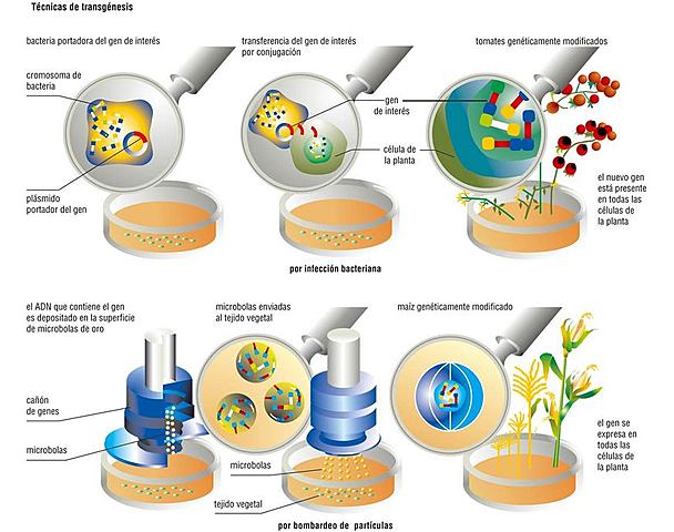 La Primera Molécula de ADN Recombinante