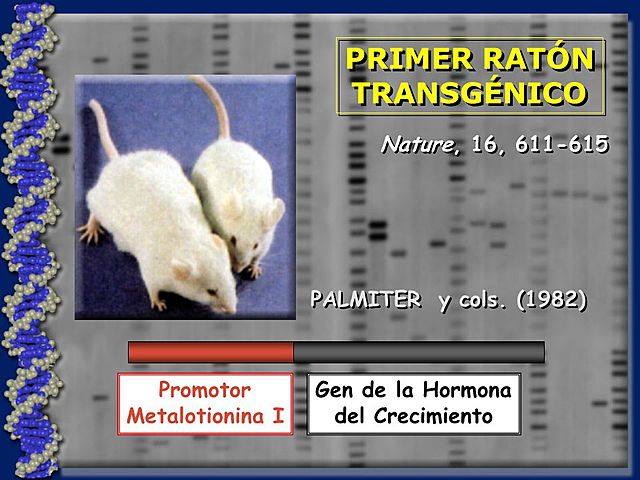 Creación de organismos Transgénicos