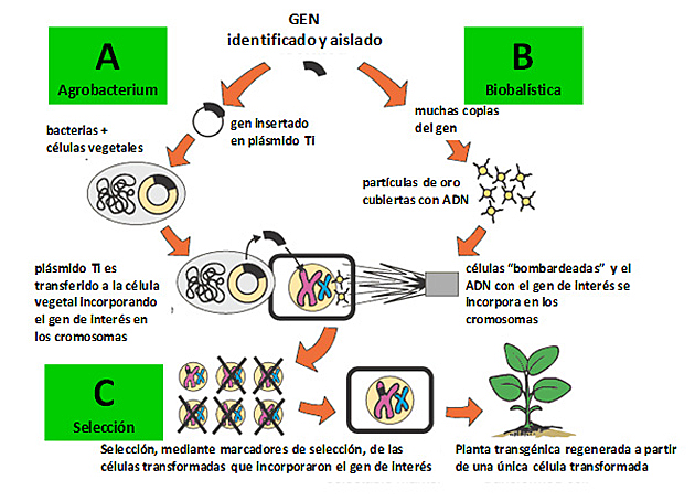 Desarrollo de Plantas Genéticamente Modificadas