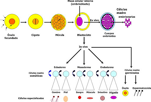 El cultivo de Células Troncales Embrionarias