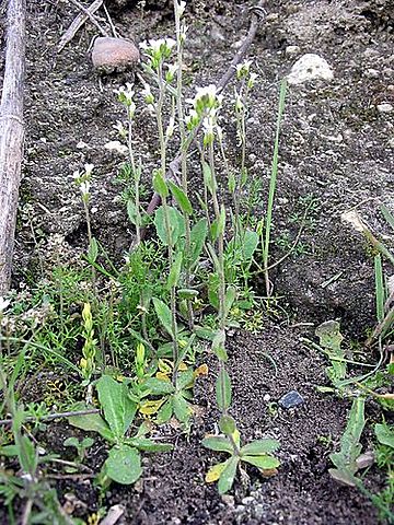 Primer Genoma completo de una Planta
