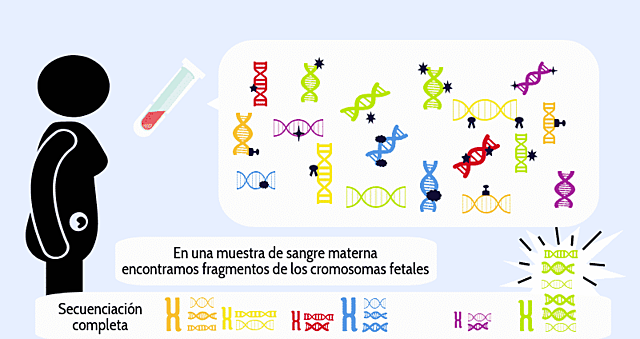 Pruebas para Detectar Anomalías Genéticas Prenatales