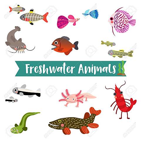 Animales de agua dulce