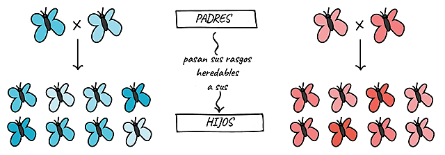 El mecanismo de Darwin