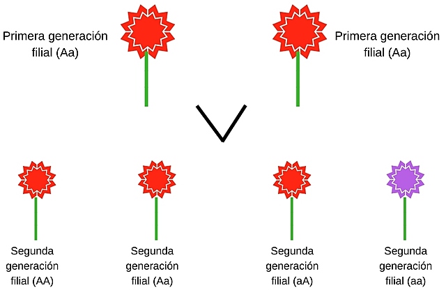 Segunda teoria de Mendel
