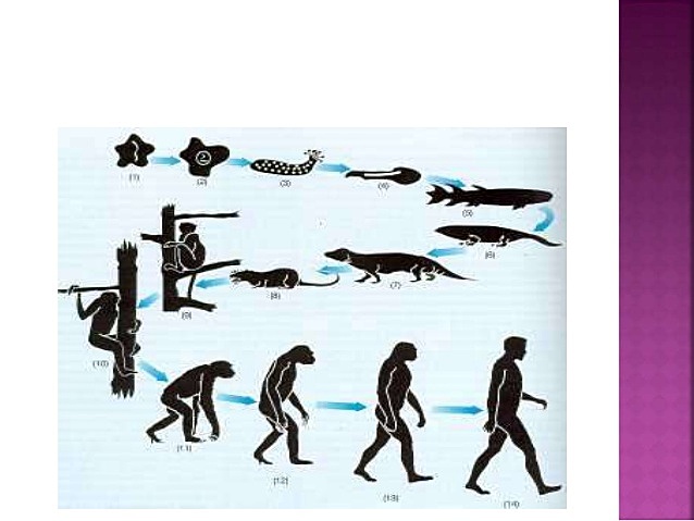 Postulados de Charles Darwin