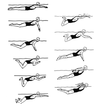 La braza y la braza-mariposa
