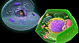 Timeline: El Origen De La Teoria Celular