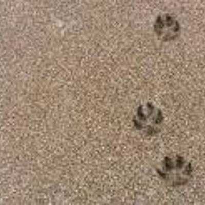 Timeline: Mis Huellas