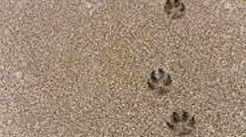 Timeline: Mis Huellas