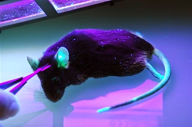 Richard Palmiter y Martin Evans