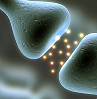 Demostración de la Neurotransmisión.