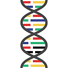 Estructura en doble hélice del ADN