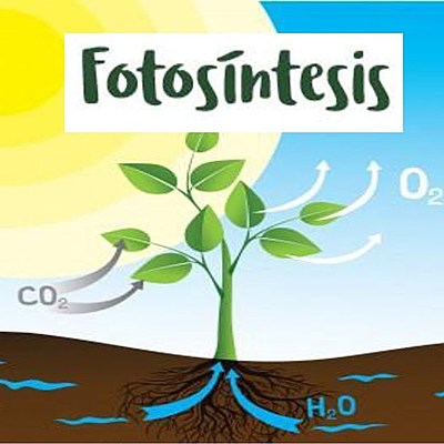 Timeline: HISTORIA DEL DESCUBRIMIENTO DE LA FOTOSÍNTESIS.