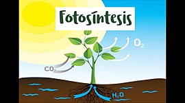 Timeline: HISTORIA DEL DESCUBRIMIENTO DE LA FOTOSÍNTESIS.
