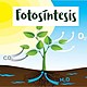 Proceso de la fotosíntesis 2