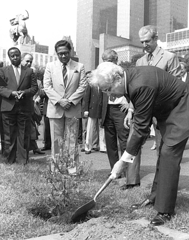 Un árbol para la paz