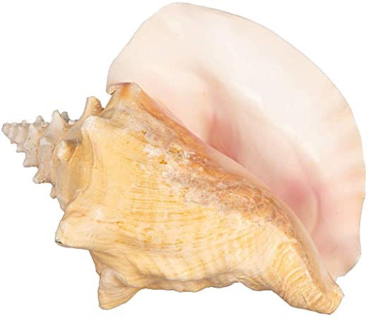 Lord of the Flies Quote - Conch