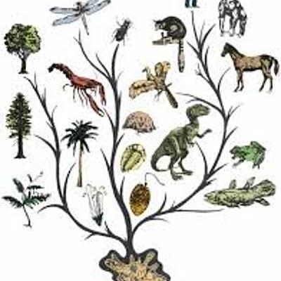 Timeline: HISTORIA DE LA CLASIFICACIÒN ZOOLÒGICA